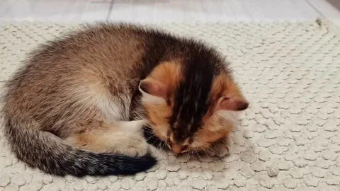 Small ginger kitten sleeping on beige blanket. Stock Footage 164093224