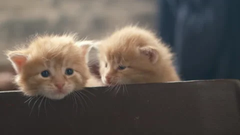 Small ginger kittens sitting inside in box Stock Footage 284751916