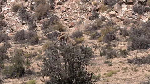 Small giraffe eating leaf from dry bush in South Africa desert area Stock Footage 271229025