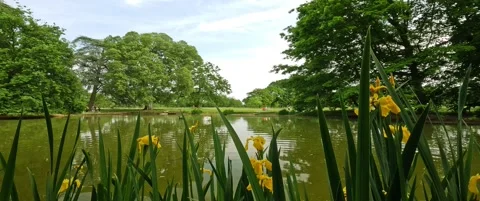 Small glimpse of the pond with black and white swan in cinemascope Stock Footage 301867736