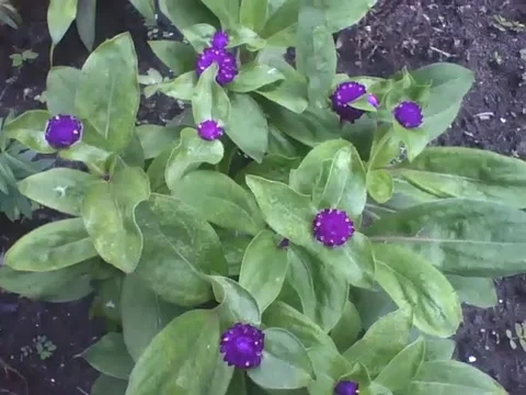 A small globe amaranth garden, they are very beautiful flowers! Stock Footage 159435740