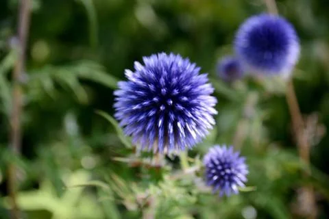 Small globe thistle Stock Photos