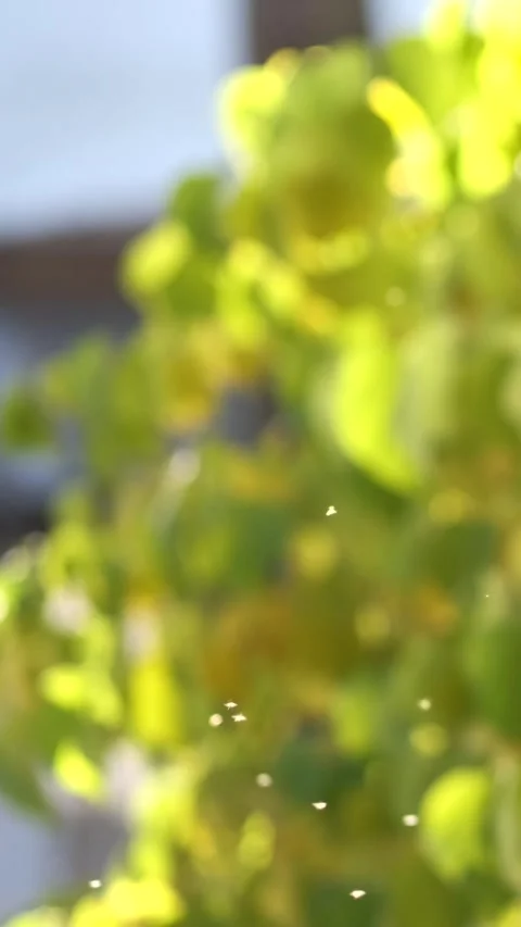 Small gnats insects fly in the sunlight against the background of yellowed .. Stock Footage 291984819