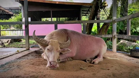 A small goat approaches a sleeping white albino water buffalo. Stock Footage 339534498