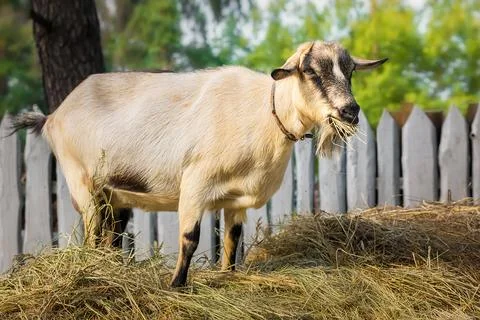 Small goat in a field of wheat... Stock Photos