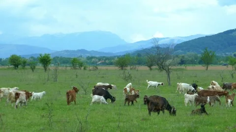 Small goat herd grazing on alpine pasture Stock-Footage 274939324