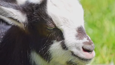 Small goat kids play in the paddock in front of the stable. They eat grass,.. Stock Footage 278087371