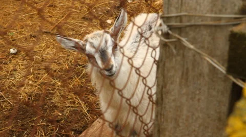 Small goat looking at the camera from behind a grid Video stock 50128638