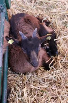 Small goat lying on stack of hay inside farm Fotos de archivo