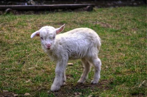 Small goat Stock Photos