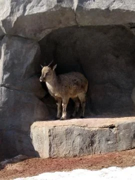 Small goat Stock Photos