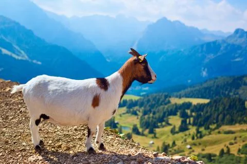 Small goat Stock Photos