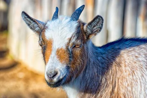 The small goat Foto stock
