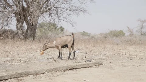 Small goat playing Stock Footage 341342788