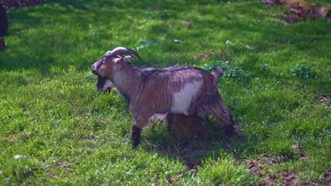 Small goat scratching on log natural animal behaviour Stock Footage 332222035
