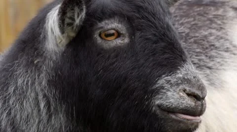 Small Goat Sequence (NO AUDIO) 스톡 동영상 22092933