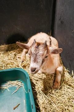 Small goat with tiny horns sits on straw Stock Photos