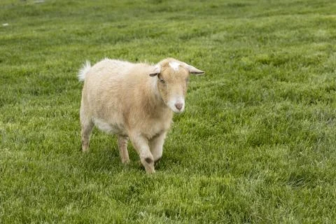 Small goat walking in the grass. Stock Photos