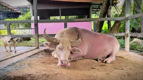 A small goat walks away from a sleeping white albino water buffalo. Stock Footage 339534500
