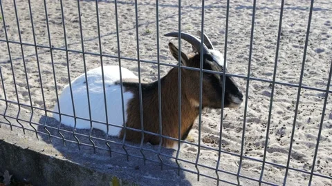 Small goat at zoo. Video stock 163915288