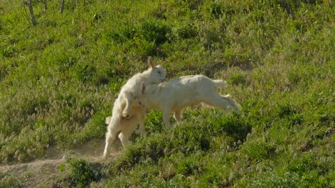 Small goats butt small horns Stock-Footage 91067554