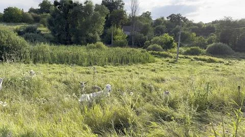 Small goats graze peacefully on a green meadow in a sunny summer day. They .. Stock-Fotos