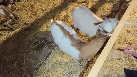 Small goats in a pen 스톡 동영상 297577237