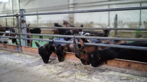 Small goats quickly eat dry food from the floor leaning out from behind the Stock Footage 283623128