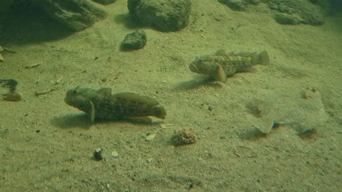 Small goby fish and flatfish resting on sandy sea bottom Stock Footage 345940819