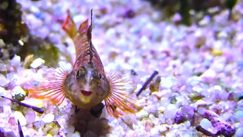  a small goby fish breathing Stock Footage 296029455
