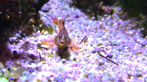  a small goby fish breathing Stock Footage 296029502