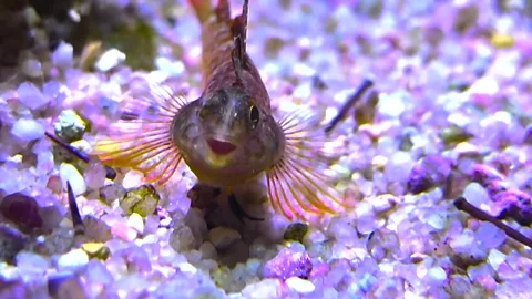  a small goby fish breathing Stock Footage 296030817