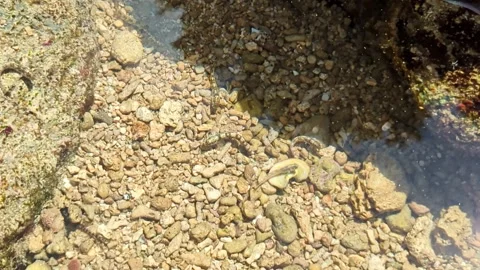 Small goby fish trapped in shallow tide pool. Stock Footage 316207468