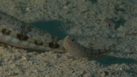 Small goby motionless and tail of the goby mother, Red Sea, Egypt Stock Footage 104704436