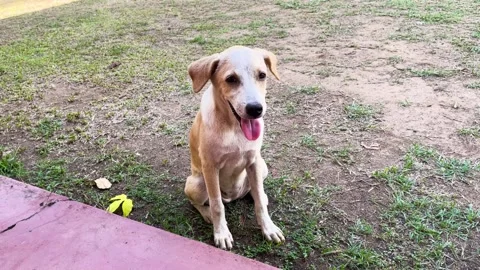 A small golden and white stray puppy lies on the porch relaxing in the fron.. Stock Footage 274243053
