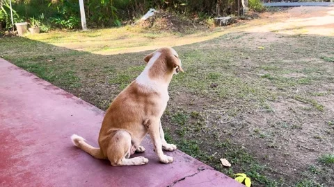 A small golden and white stray puppy lies on the porch relaxing in the fron.. Stock Footage 274535836