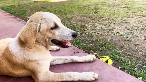 A small golden and white stray puppy lies on the porch relaxing in the fron.. Stock Footage 274546293
