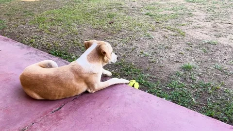A small golden and white stray puppy lies on the porch relaxing in the fron.. Stock Footage 274557415