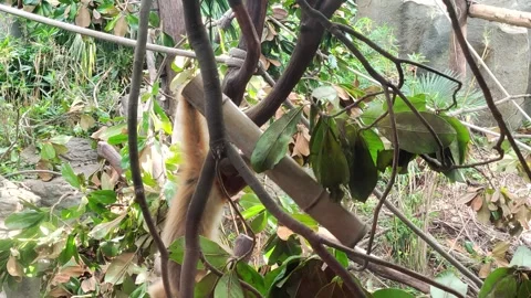 A small golden monkey playing around on the branch Stock Footage 287524258