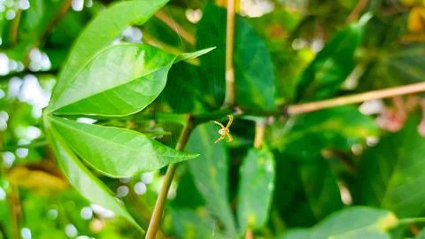 Small golden spider creating web between dense leaves Stock Photos