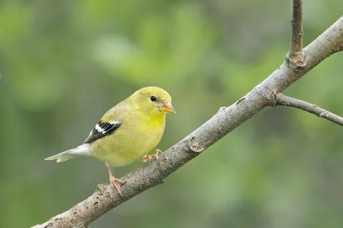 Small goldfinch perched on a tree. Stock Photos