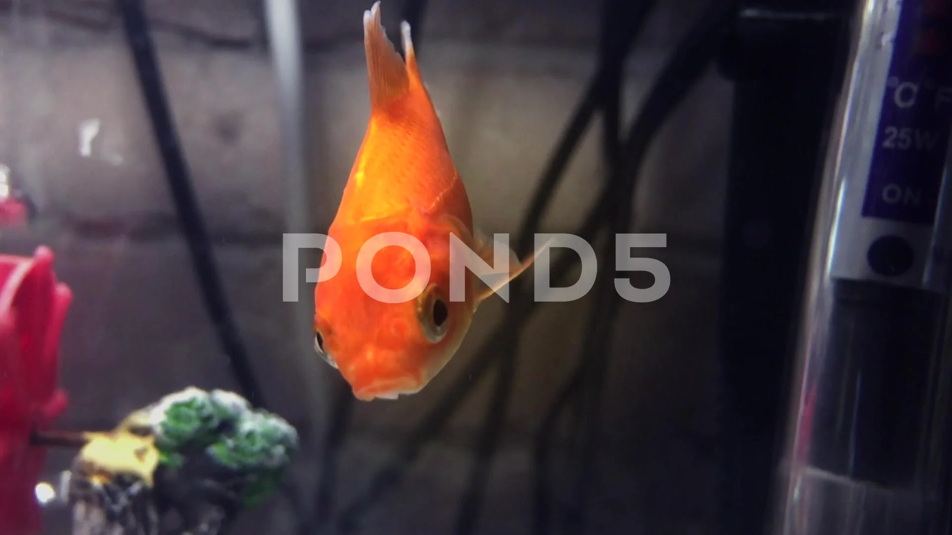 Small goldfish in a tank, Stock Video