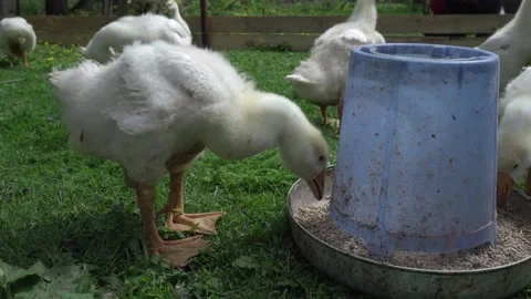 A small goose eats under the sun Stock Footage 130477040