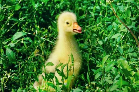 A small goose in the green grass. Stock Photos