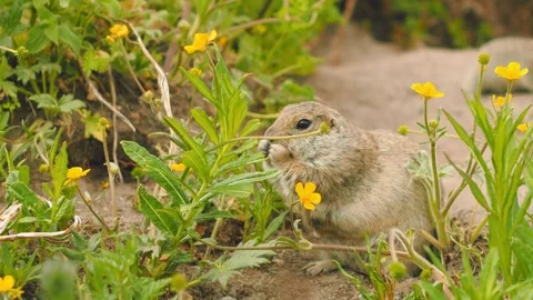 A small gopher is seen curiously munching on leaves while surrounded by bright Vídeos de archivo 312092460