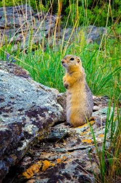 A small gopher stands on a rock and looks into the distance. Stock Photos