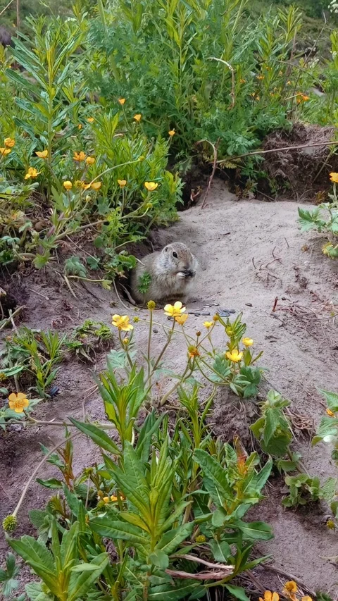 A small gophers is seen resting in a sandy area surrounded by bright yellow Stockbeeldmateriaal 312818176