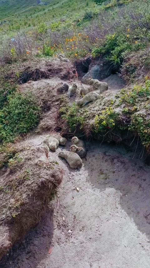 Small gophersburrows are scattered across a grassy hillside, surrounded by Stockbeeldmateriaal 312818522