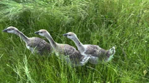 Small goslings walk through tall green grass Video stock 337553974