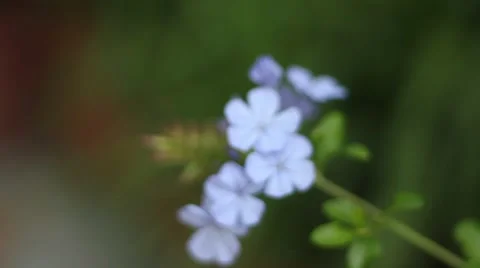 Small graceful flower suddenly in focus Stock-Footage 47993611